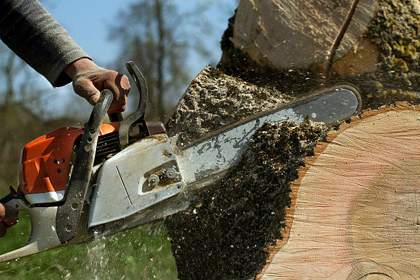 Reliable Midlothian, IL Tree Services Solutions